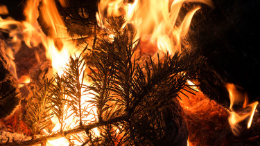 Nach dem Jahreswechsel und um den 6. Jänner ist die Gefahr von Christbaumbränden besonders hoch.  © travelguide, AdobeStock