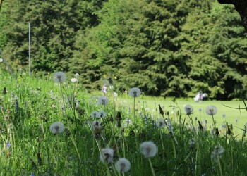 8. Betriebs-Golfturnier GC Schloss Frauenthal
